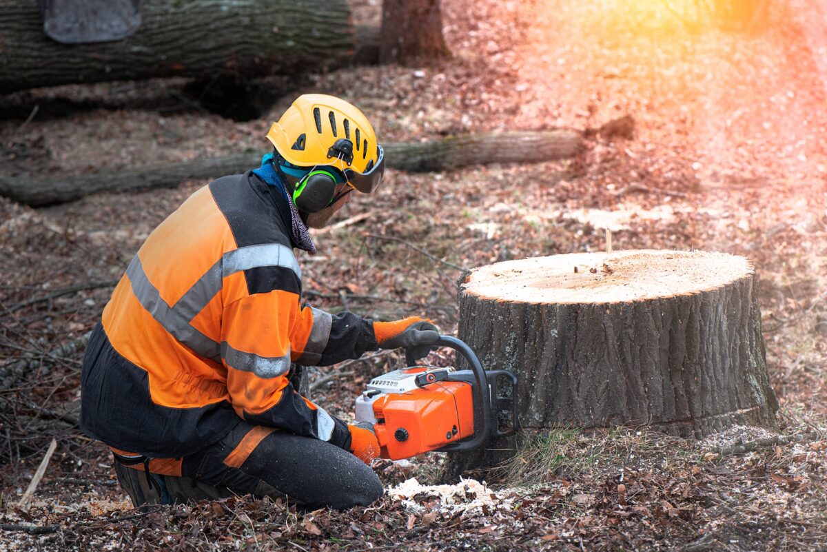 Arborist with a chainsaw cutting beside a large stump
