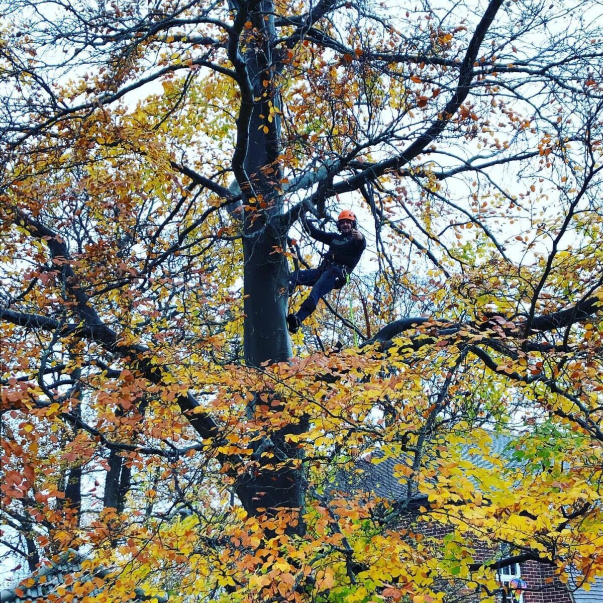 Arborist climbing among autumn foliage