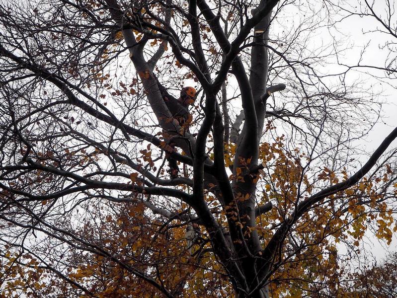 Arborist climbing a bare tree among autumn leaves