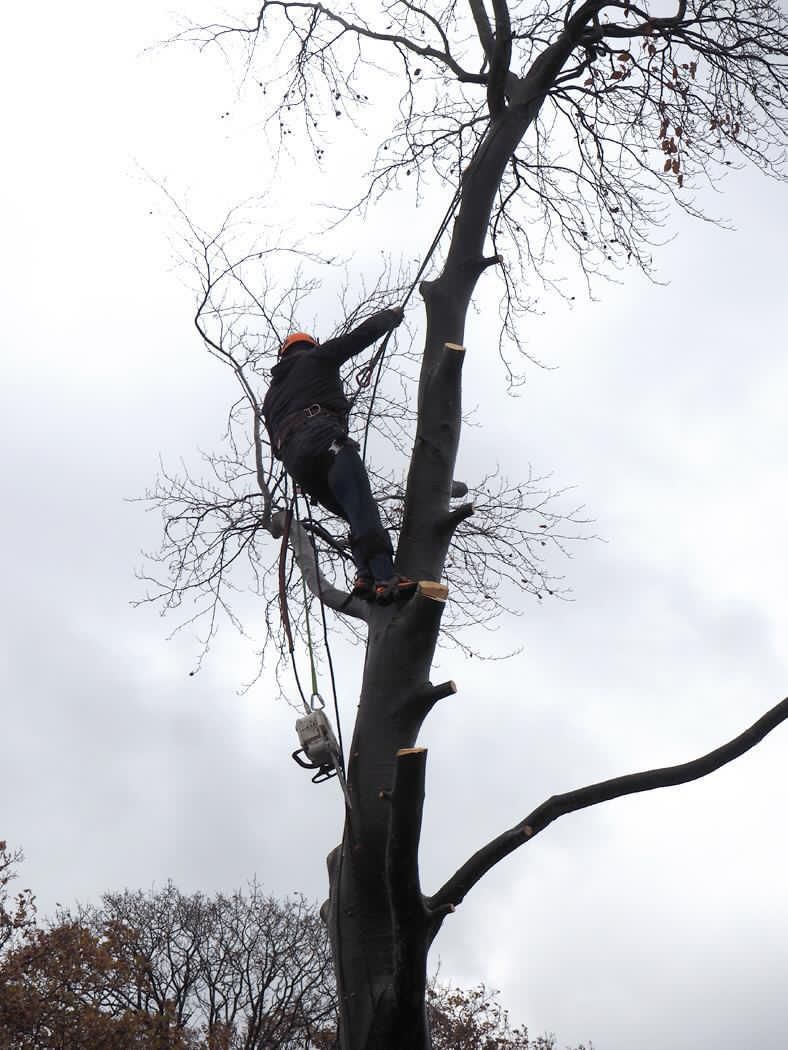 Arborist working high in a bare tree
