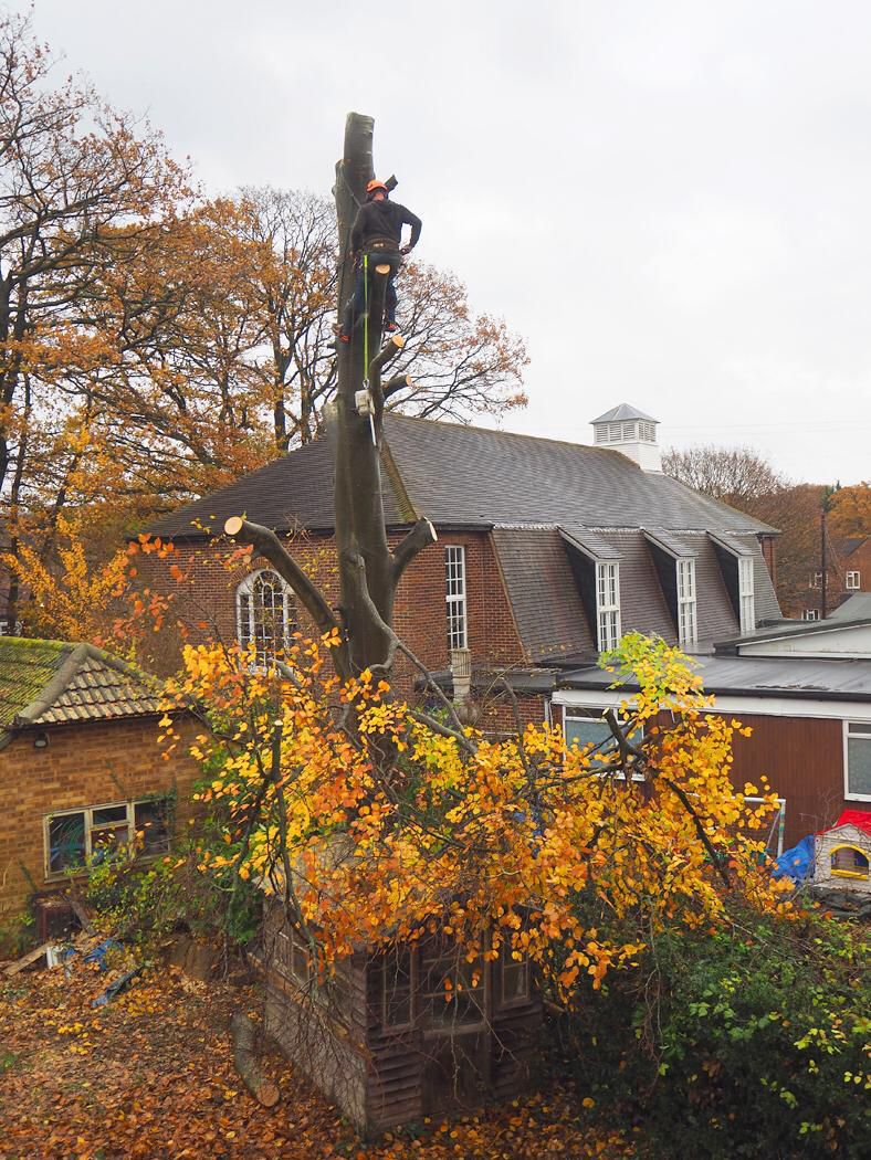 Arborist taking down a tall tree in sections