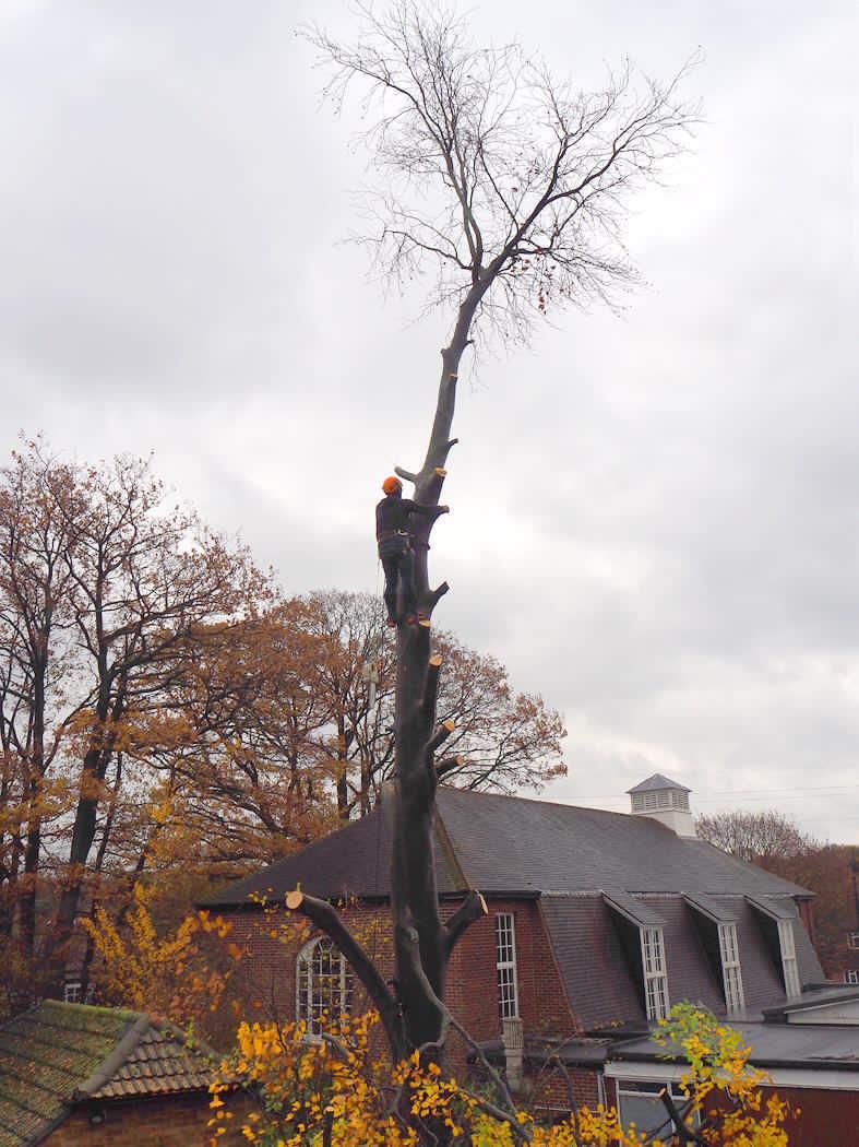 Arborist at the top of a tall tree being taken down