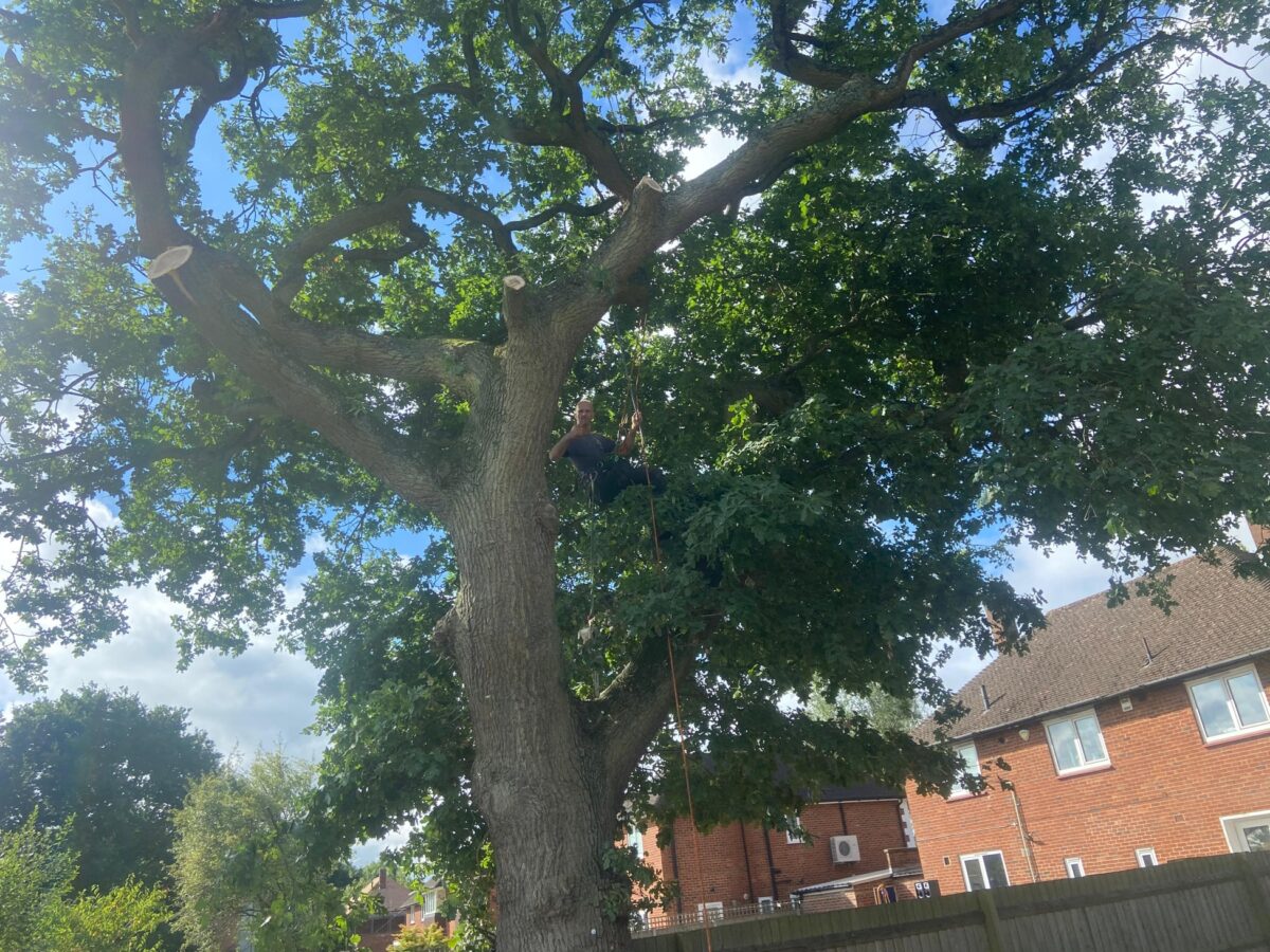 Arborist working high in a mature oak tree