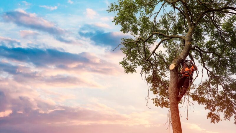Arborist working in a tree at sunset