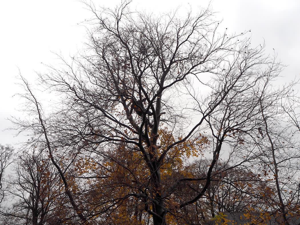 Bare tree with a wide canopy against a pale sky