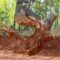 Site Clearance