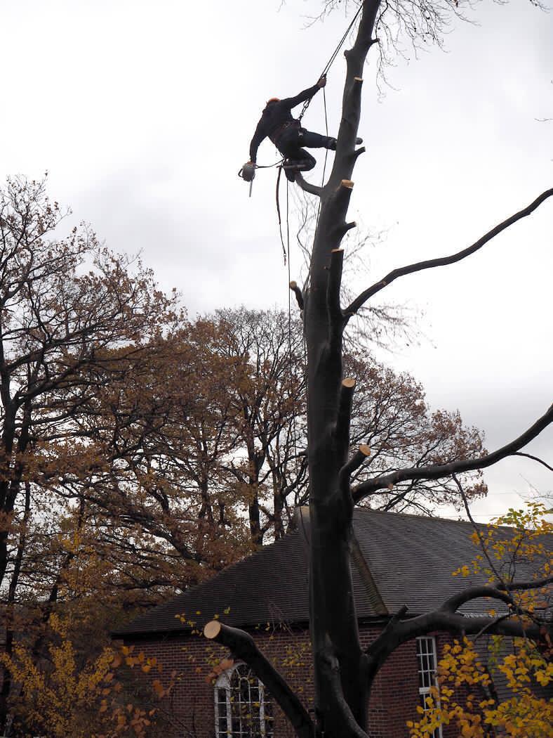Commercial Tree Services