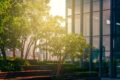 Commercial Tree Services