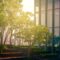 Commercial Tree Services