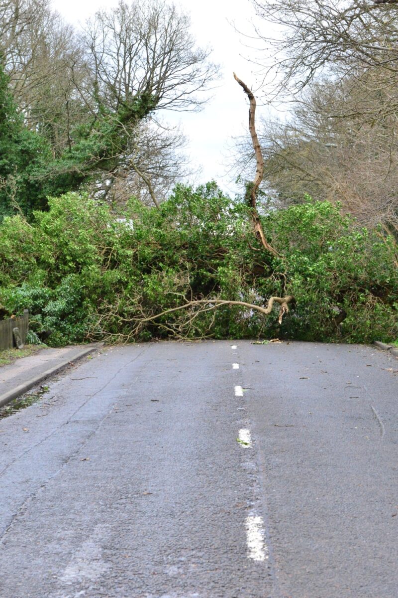 Fallen tree blocking a country road