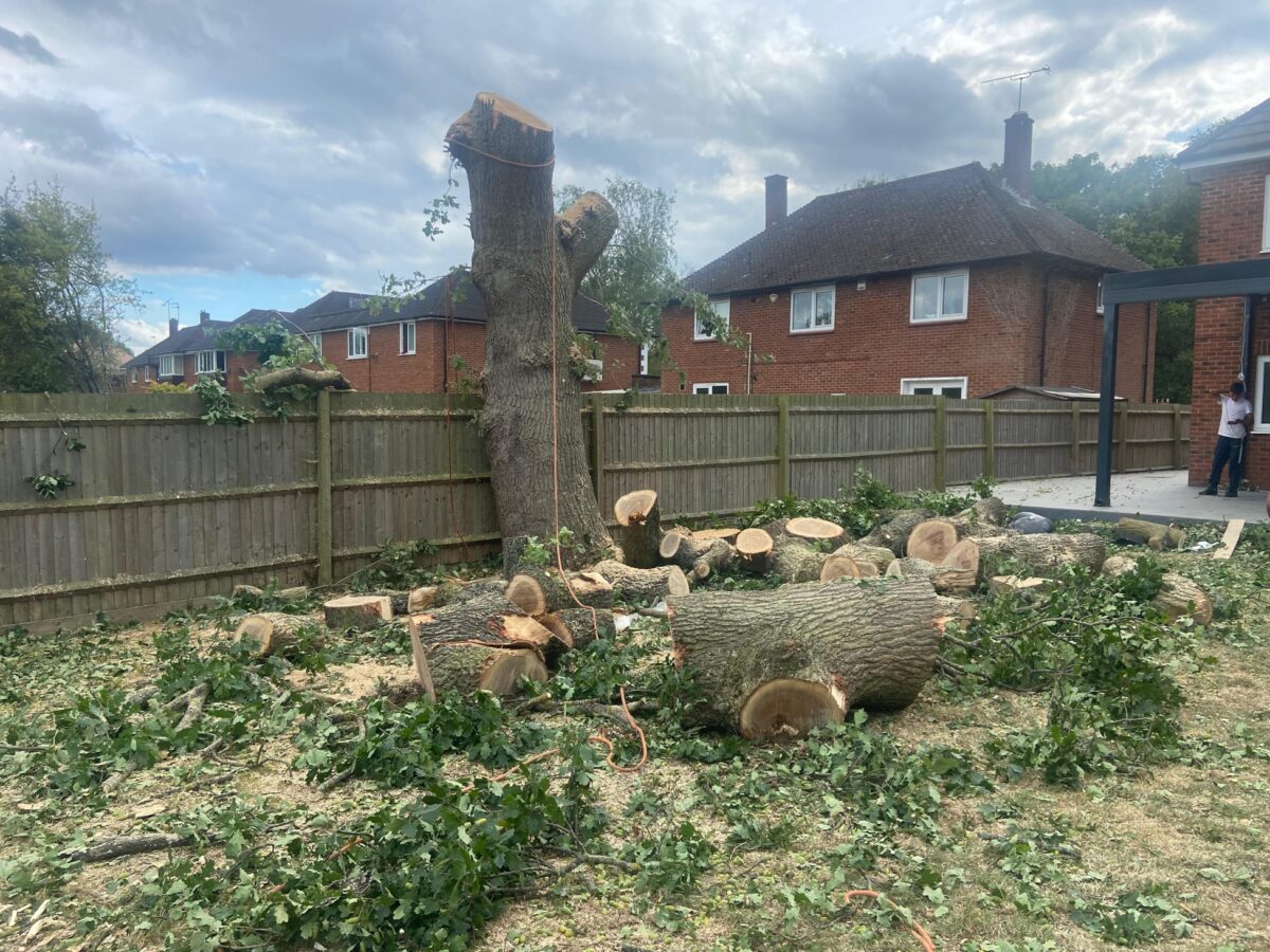 Cut tree trunk and sawn logs in a back garden
