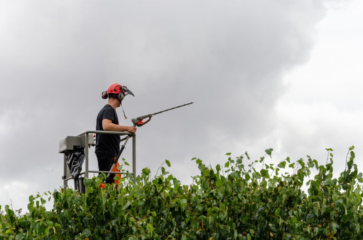Worker trimming a tall hedge from a platform with a long-reach trimmer