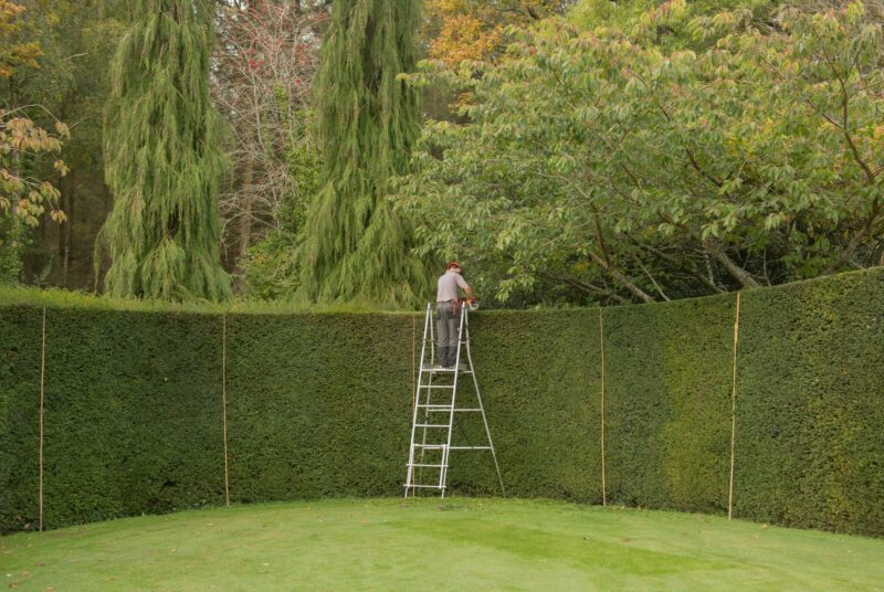Hedge Trimming