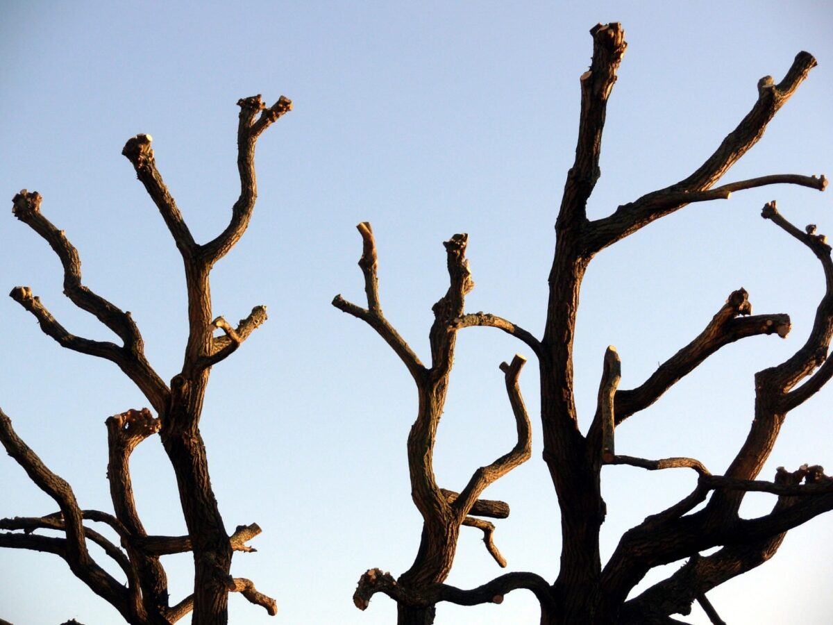 Pollarded branches against a clear sky