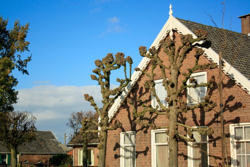 Tree Pruning