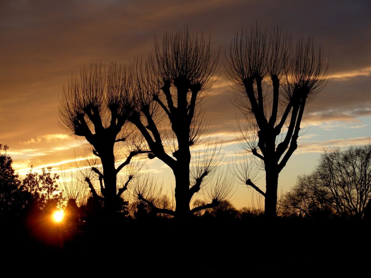 Row of pollarded trees silhouetted at sunset