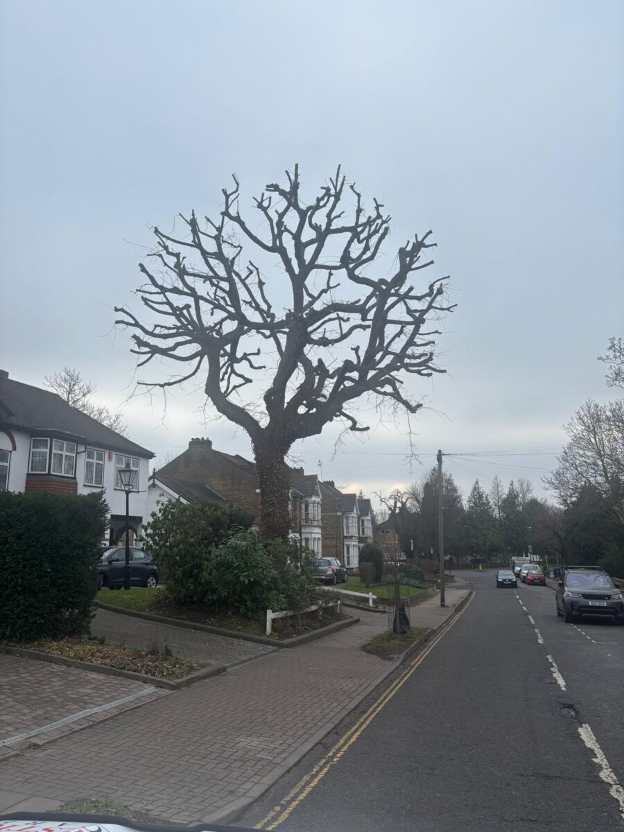 Pruned oak tree beside a residential road