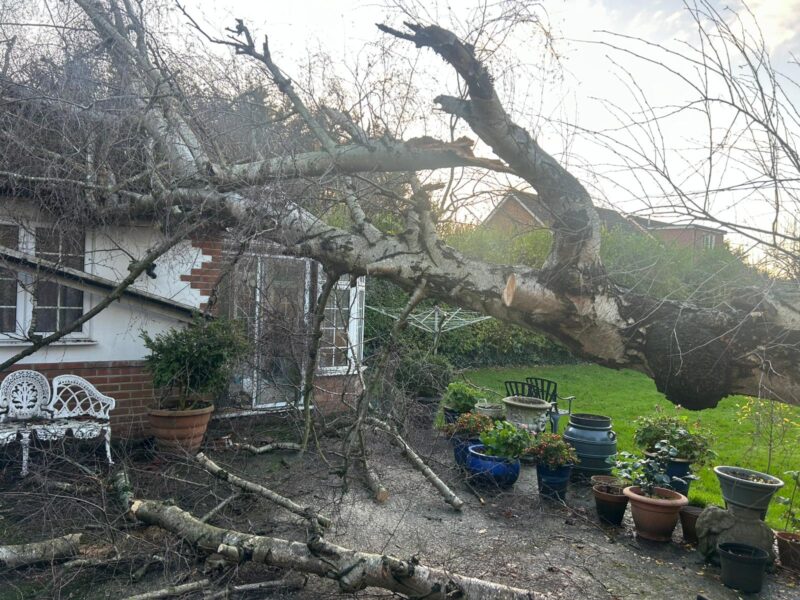 Emergency Tree Services