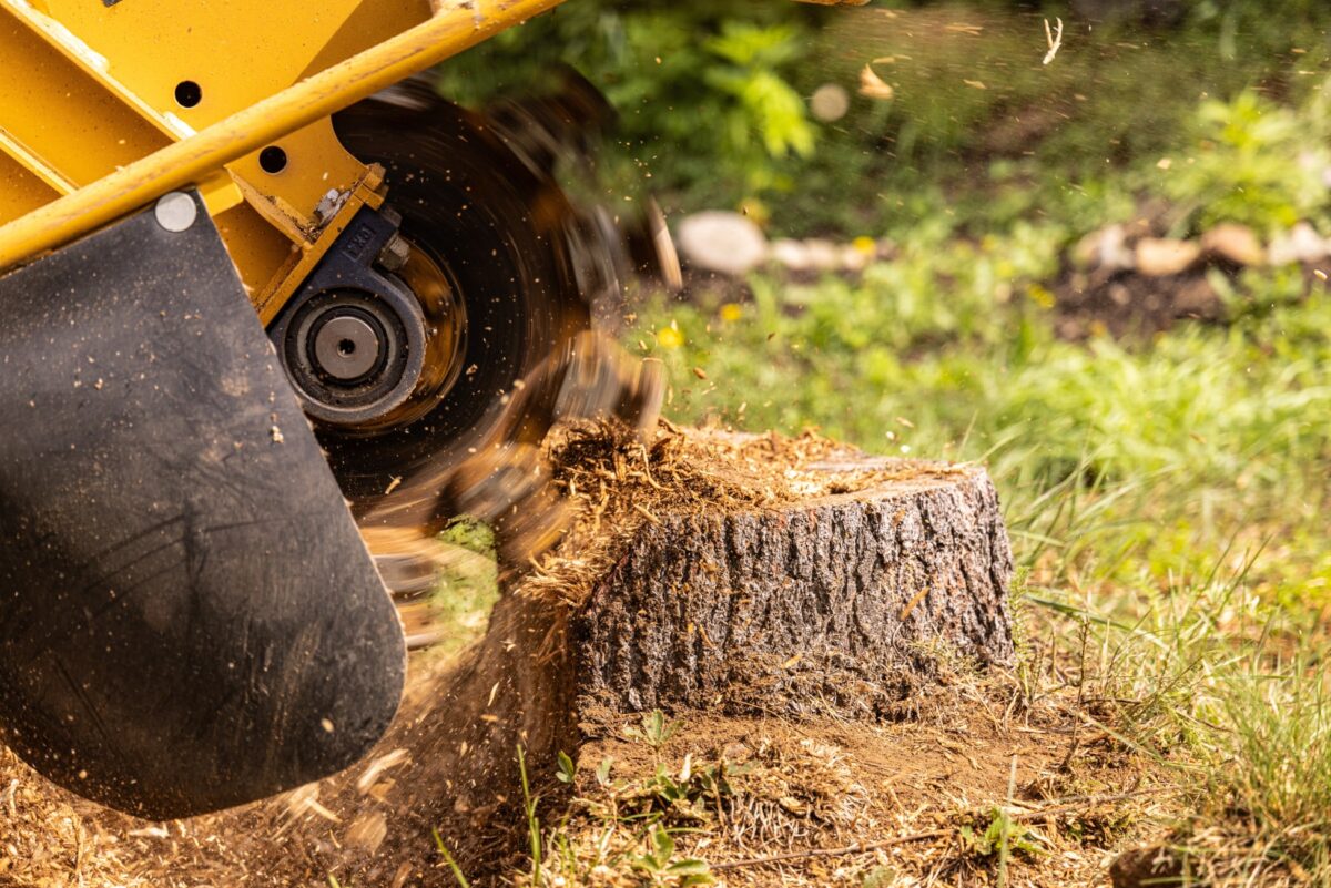Stump grinder cutting a tree stump with chippings flying