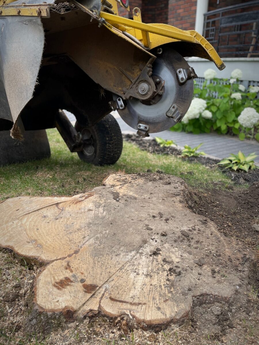 Stump grinder beside a large freshly cut stump