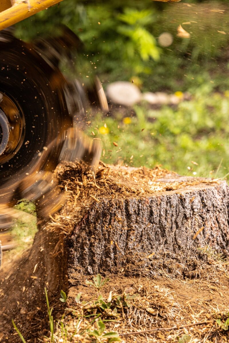 Stump Grinding Services Near Me 2