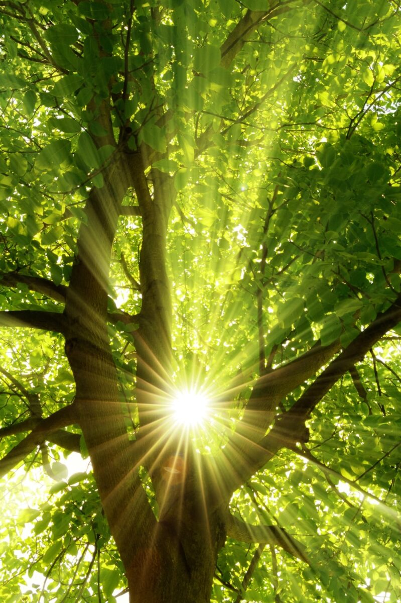 Sunlight shining through a tree canopy seen from below