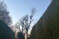 Tree Pruning