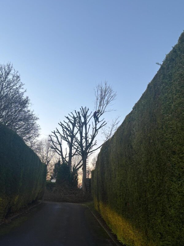 Tree care work