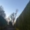Tree Pruning