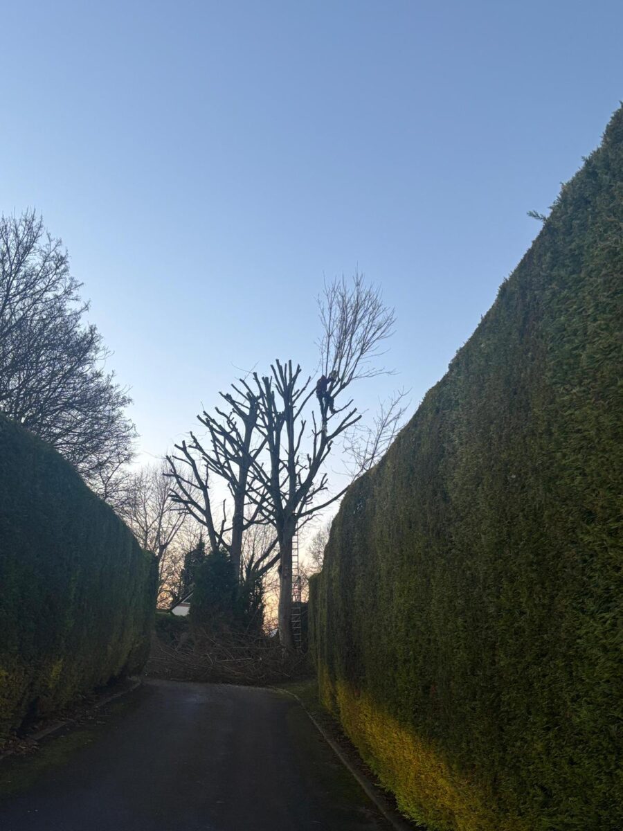 Tree care work