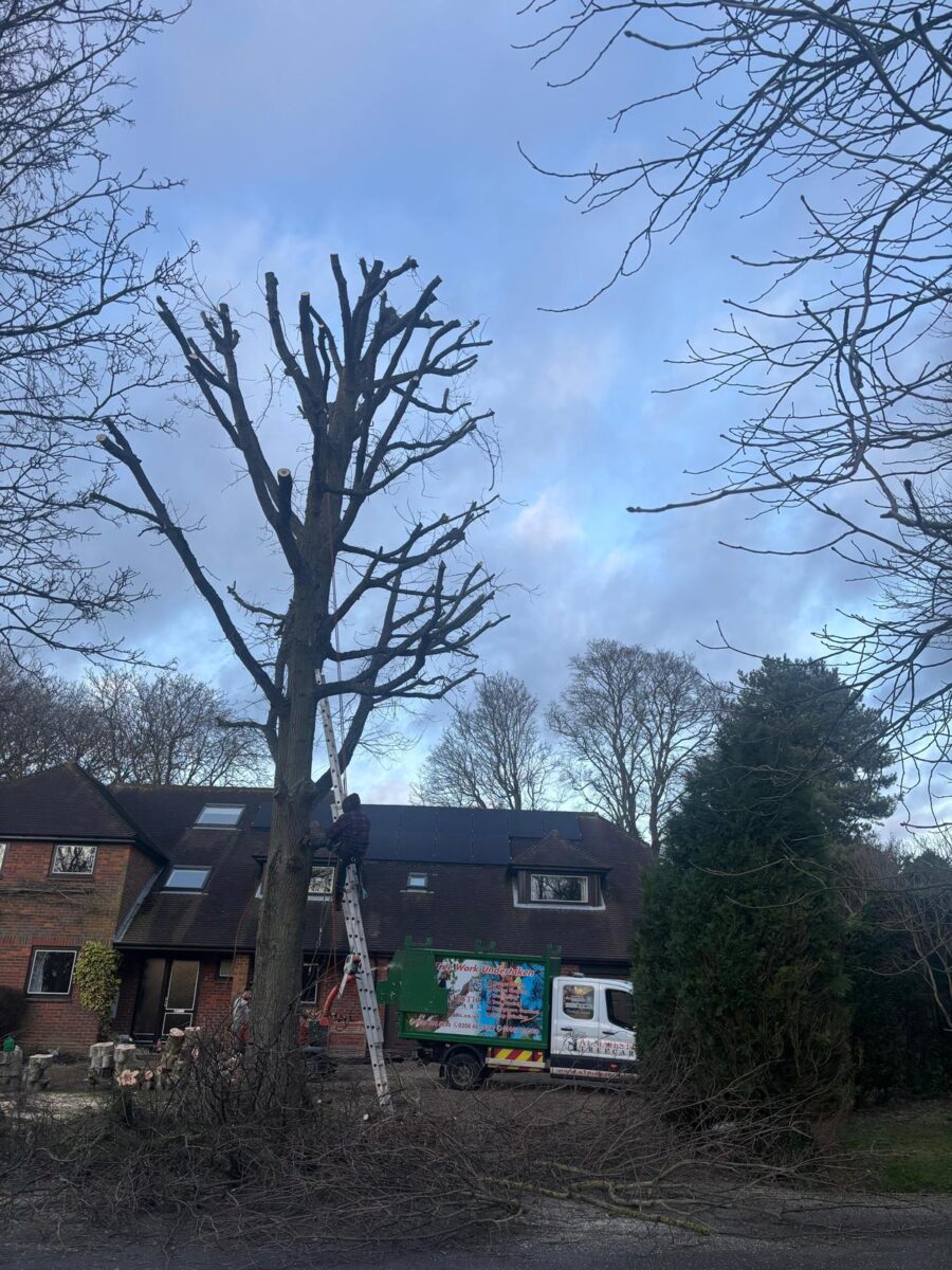Tree care work