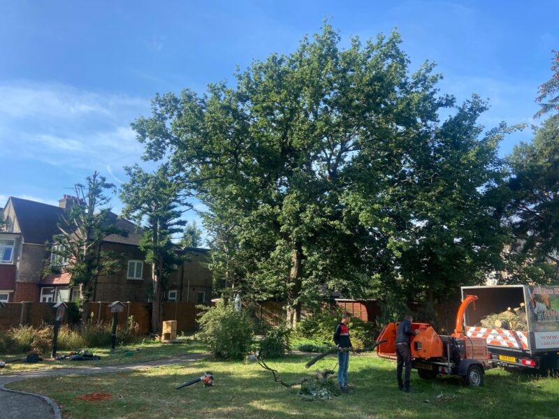 Tree crew chipping branches beneath a large garden oak