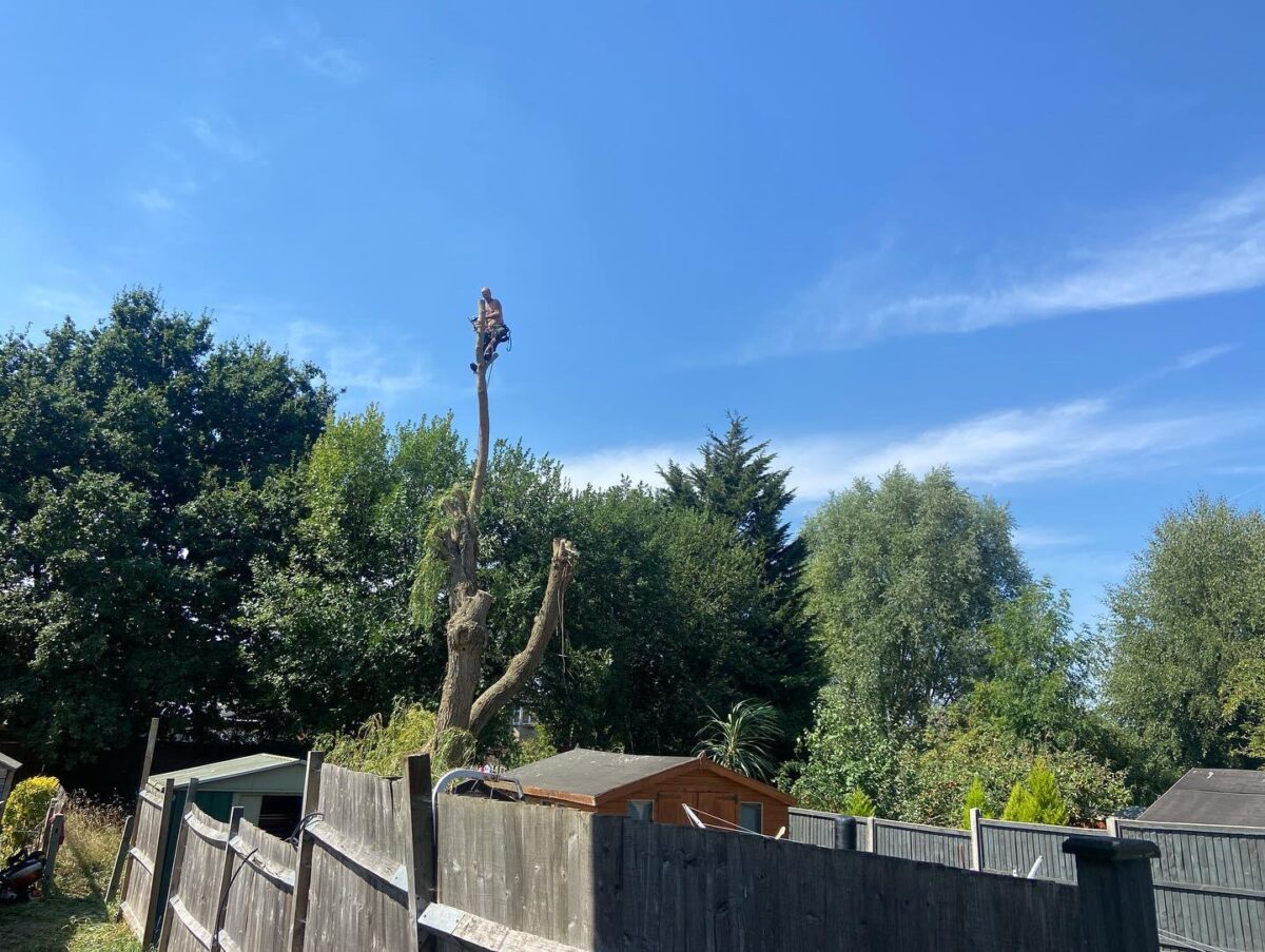 Tree reduced to a tall trunk behind a garden fence
