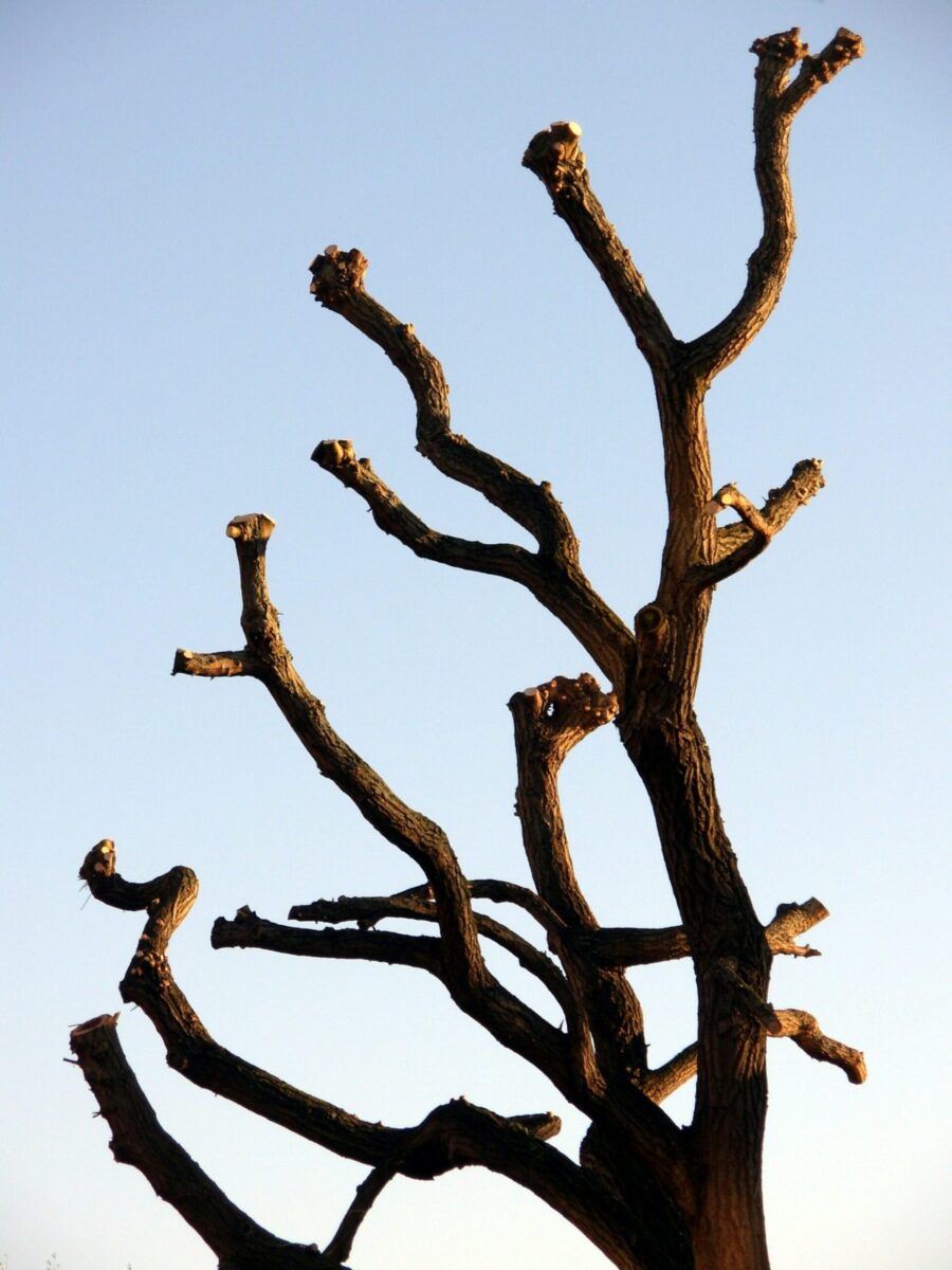Tree surgery work