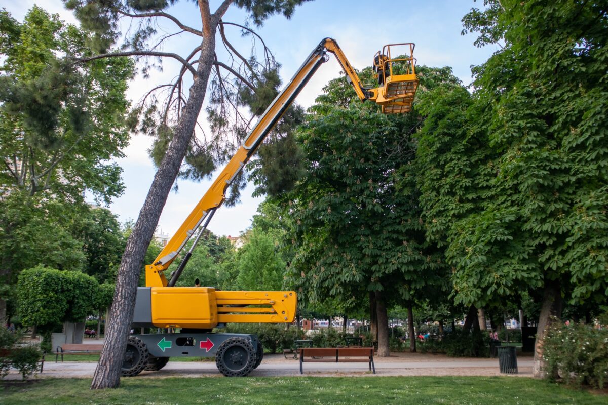 Access platform beside a tree being worked on in a park